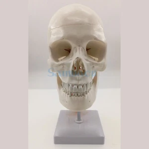 Natural Life Size Skull-on Cervical Vertebrae with Nerves For Art Sketch - Picture 1 of 4