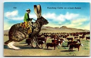AK Humor Übertriebenes Kaninchen schlägt Vieh auf einen Jack Rabbit Cowboy 1960 - Bild 1 von 2