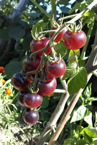 10 graines de tomate cerise Glossy Rose Blue saveur très agréable seeds m.bio - Picture 1 of 9