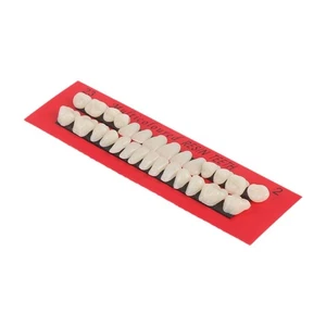 Resin Fake Teeth Complete Replacement for Halloween Education Teaching Model - Picture 1 of 3