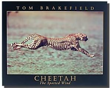 Wild Animal Wall Decor Spotted Wind Cheetah Running Art Print Poster (16x20)