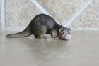 retired Schleich Ferret  #14418 pet rodent retired 2006-2009 toy animal CUTE