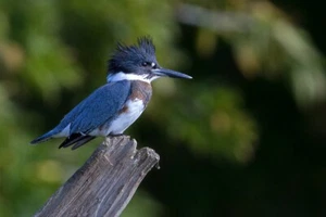 Kingfisher con cinturón por Jim Cumming fotografía de vida silvestre impresión de giclee envío gratis - Imagen 1 de 3