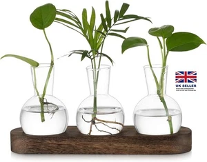 Hewory Terrarium Plant Propagation Station: Desktop Glass Terrarium Hyacinth x 3 - Picture 1 of 10