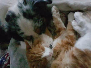 Aus Tierheilpraxis - Kräuter für Hunde und Katzen; mit Thymian  - Bild 1 von 3