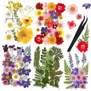 Nuanchu Pressed Flowers Bulk Dried Flower for Crafts, Dried Flower Leave - Picture 1 of 7