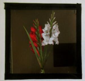 Magic Lantern Slide  Still-life  Gladioli   flowers