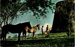 Scenic Sugar Mill Molasses Horses St. Croix Virgin Islands Postcard - Picture 1 of 2