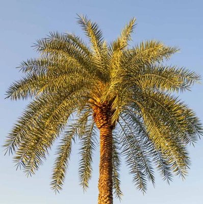 Plántula de Silvestre Fénix Viva - Maceta de 1-2' de Alto en 1 Galón - Planta Tropical de Interior Foto 1 de 4