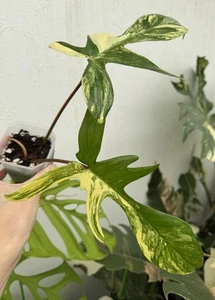 ✨Highly Variegated Philodendron Florida Beauty✨~Established Indoor/Outdoor Plant - Picture 1 of 7