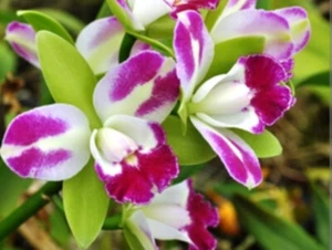 Rlc Yen Corona 'Green Genie'  Near Blooming Size Cattleya Orchid Clone - Picture 1 of 5