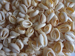 50x Small Sea Shell Beads Cowry Cowrie Tribal Jewelery Craft 12-16mm (S051-01) - Picture 1 of 4