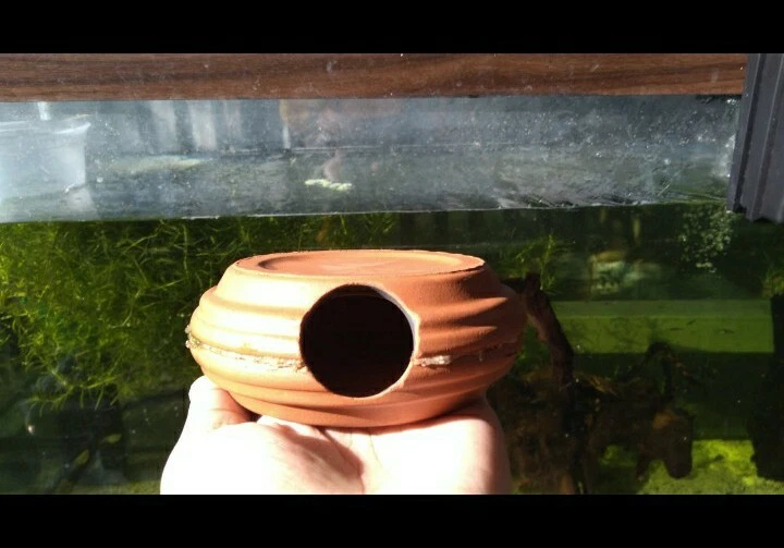 1 Pleco nariz de cerdas 4" cueva/cabaña para cría - Ancistrus cíclidos cabaña criadero de huevos  Foto 1 de 4