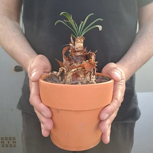 Ammocharis coranica (SA) BLOOMING SIZE cod. ebay-X012 - Foto 1 di 12