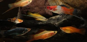 Swordtails Assorted full grown (Mixed sex) - Picture 1 of 1