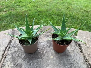 2 x Indoor House/Office Aloe Arborescens Plant - Appx 25 cm - Picture 1 of 2