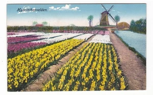 Holland antike Postkarte / Windmühle Narzissen Blumen - Bild 1 von 2