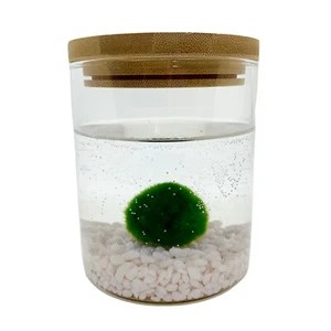 Kit Acquario Marimo Alga Palla 3-4 Cm su vaso con Tappo in Legno 10x11 Cm - Foto 1 di 4