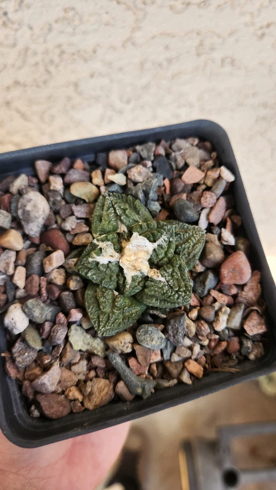 Ariocarpus species - Image 1 of 1