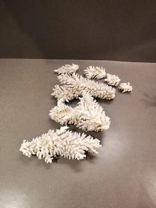 Vtg. Natural White Branch Finger Lace Coral Sea Ocean Reef Estate Find - Picture 1 of 11