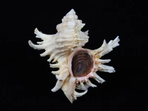 Sea Shell Chicoreus cornucervi 92,4 mm ID#8868 - Imagen 1 de 4