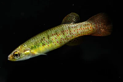 Golden Topminnow – Fundulus chrysotus – Live Killifish – Male/Female Pair - Image 1 of 4