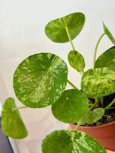 Pilea Mojito | Rare Variegated Chinese Money Plant | Stunning Speckled Foliage - Picture 1 of 7