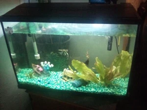 fish tank - Picture 1 of 2