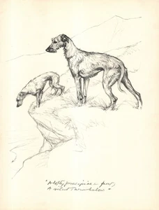 Antique Scottish Deerhound Print 1936 Vernon Stokes Dog Art Illustration 6458v - Picture 1 of 1