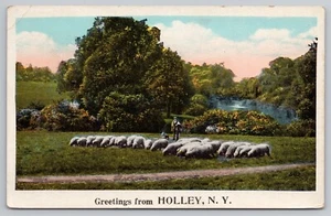 Grüße aus Holley NY auf Erie Canal Village in Murray grasende Schafe Postkarte - Bild 1 von 3