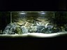 25 kg NATURAL GREEN ANGEL ROCK, STONE FOR AN AQUARIUM, AQUASCAPING, MALAWI