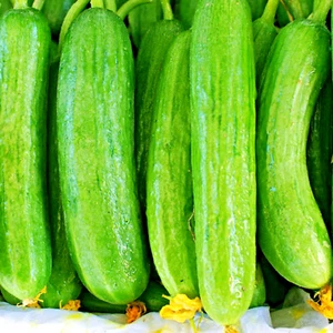 Cucumber Beit Alpha 20+ Seeds Cucumber Seeds SPRING SUMMER Vegetable Garden - Picture 1 of 5