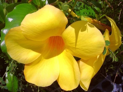 BROWN BUD Allamanda Hendersonii Vine Plant Tropical Sunny Yellow Big Bell Flower - Image 1 of 4