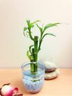 1 Pot of Lucky Bamboo in Colourful Glass Vase House Plant Feng Shui Office Decor