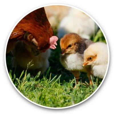 2 x Vinyl Stickers 20cm  - Mother Hen Chicken Chicks  #45789 - Image 1 of 4
