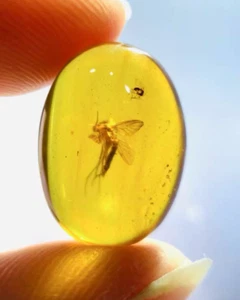 Cretaceous Fossil Burmese amber burmite mosquito insect amber Fossil Myanmar - Picture 1 of 4