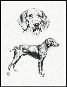 HUNGARIAN VIZSLA LOVELY VINTAGE STYLE DOG ART SKETCH PRINT POSTER - Picture 1 of 1