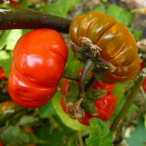 Thai Orange Eggplant - Aubergine - Solanum aethiopicum - 5+ seeds - So 002 - Picture 1 of 1