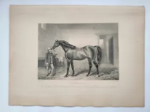 Vintage Antique Print 1888 Portraits Famous Racehorses Cotherstone Foaled 1840 - Picture 1 of 1