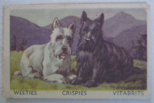 Favourite Dogs Vintage 1949 Cereal Foods Weeties Trade Card - Scotch Terrier