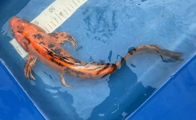 14 In Hi Bekko Doitsu Butterfly - Image 1 of 4