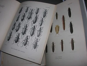 ATLAS. Répartition Géographique des Carabina Coléoptères. 17 Pls. Insectorum. - Picture 1 of 3