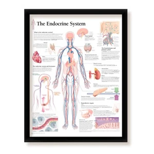 Das endokrine System gerahmtes medizinisches pädagogisches Poster, 22x28 Wanddiagramm - Bild 1 von 5