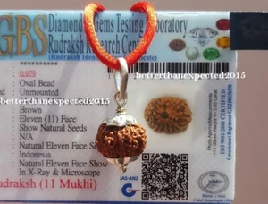 11 Mukhi Rudraksha / Eleven Face Rudraksh Java Bead Lab misura certificata 14-16 mm - Foto 1 di 2