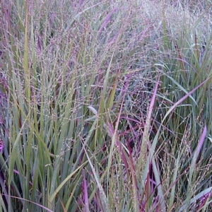 Panicum 'Prairie Sky' Set of Three 9cm Grasses - Picture 1 of 2