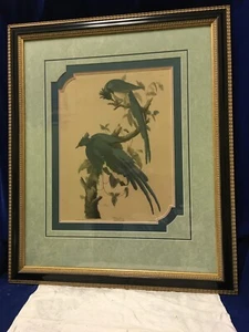 Framed Print “Columbia Jay - Male 1.F.2” - John J Audubon. - Picture 1 of 6