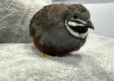 RARE COLORS 16 Button Quail RAREST COLORS HATCHING EGGS!