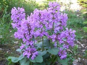 Pflanze/Blume/Staude Stachy/Ziest lila - Bild 1 von 1