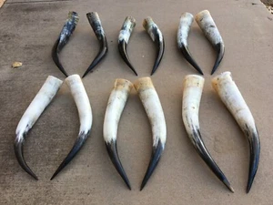 CUERNOS DE DIRECCIÓN 22 pulgadas de largo a 25" PULIDO TORO VACA (SOLO UN PAR) SCRIMSHAW - Imagen 1 de 4