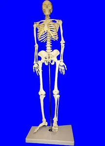 NUEVO Modelo Esqueleto Humano Profesional, Tamaño Media Naturaleza (85cm), Médico Anatómico - Imagen 1 de 6